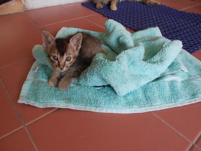 2 Playful Kittens - Tabby + Domestic Short Hair Cat