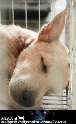 The Mighty Whitey Smitey Dopey Gang - Mixed Breed Dog