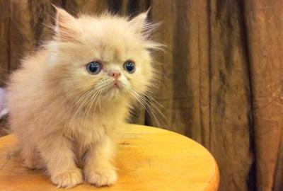 Persian Kitten - Flat Face Cream  - Persian Cat