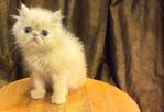 Persian Kitten - Flat Face Cream  - Persian Cat