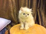 Persian Kitten - Flat Face Cream  - Persian Cat