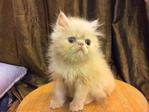 Persian Kitten - Flat Face Cream  - Persian Cat