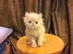 Persian Kitten - Flat Face Cream  - Persian Cat