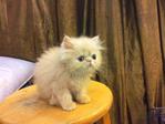 Persian Kitten - Flat Face Cream  - Persian Cat