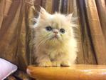 Persian Kitten - Flat Face Cream  - Persian Cat