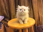 Persian Kitten - Flat Face Cream  - Persian Cat