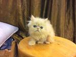 Persian Kitten - Flat Face Cream  - Persian Cat