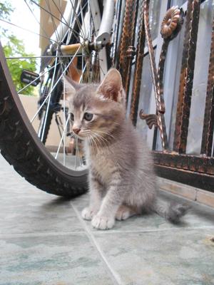 Beautiful Grey Mix-persian Kitten - Persian + Domestic Short Hair Cat