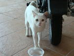 Kentoi - Domestic Short Hair Cat