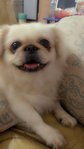 Momo  毛毛 - Pekingese Dog