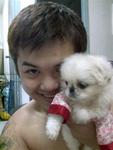 Momo  毛毛 - Pekingese Dog