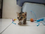 Chloe - Female, the smallest but most adventurous and affectionate of the litter