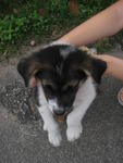 pup1: Male, short-medium coat. but not like his mom. Smart, brave but not stupid :)