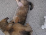 pup2 and pup3 playing