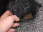 pup4 and my hand. They're all still small