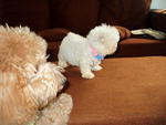 Angel - Poodle Dog