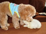 Angel - Poodle Dog