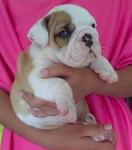 MALE BULLDOG