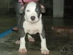 AMERICAN BULLY