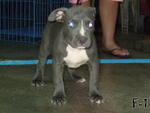 FEMALE BULLY ONE MONTH