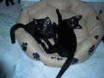 3 Beautiful Black Kittens - Tabby Cat