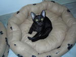 My female black in this photo has been adopted by Karim & Ora