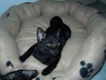 3 Beautiful Black Kittens - Tabby Cat