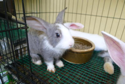 PF30012 - Dutch + New Zealand Rabbit