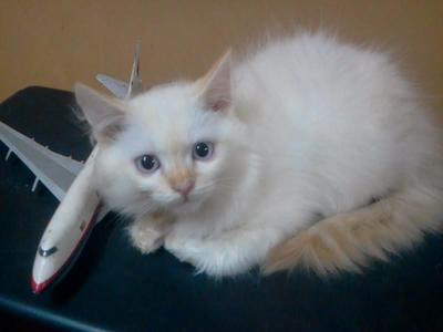 Jimmy - Sold To En. Alif (19/04) Tq - Persian Cat