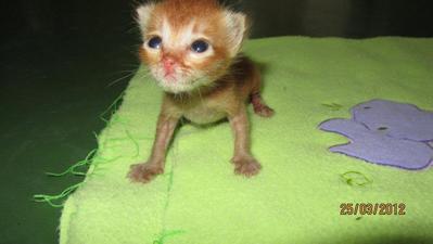 Tiger - Domestic Medium Hair Cat