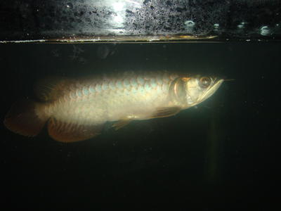 Bb - Arowanas Fish