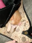 Day 3 - Found him cuddling inside my bag. How cute :)