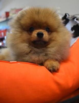 Pomeranian - Super Grade A Quality - Pomeranian Dog