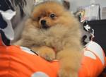 Pomeranian - Super Grade A Quality - Pomeranian Dog