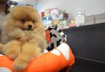 Pomeranian - Super Grade A Quality - Pomeranian Dog