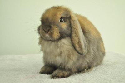 Holland Lop - Tort 134 - Holland Lop Rabbit