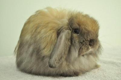 Fuzzy Lop - Tort - Holland Lop Rabbit