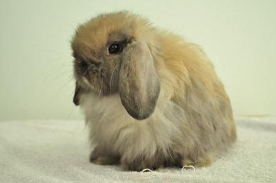 Fuzzy Lop - Tort 1 - Holland Lop Rabbit