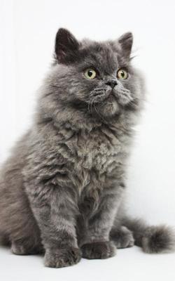 Boboo - Persian Cat