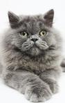 Boboo - Persian Cat