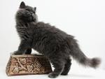 Boboo - Persian Cat