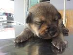 3 Litter Puppies - Mixed Breed Dog