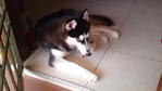 Mika - Siberian Husky Dog