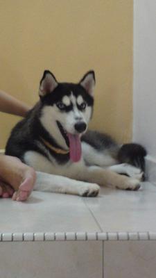 Mika - Siberian Husky Dog