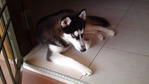 Mika - Siberian Husky Dog