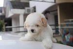 Parti Toy Poodle (Super Tiny) - Poodle Dog