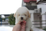 Parti Toy Poodle (Super Tiny) - Poodle Dog