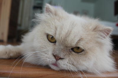 Chubby - Persian Cat