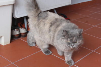 Blaze - Persian Cat