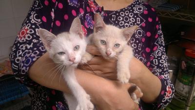 Peppermint And Toffee - Domestic Medium Hair Cat